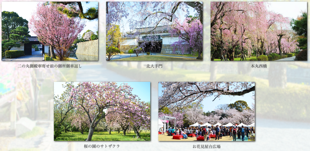 Cherry Blossom Viewing In Kyoto Top 5 Exploring Japan